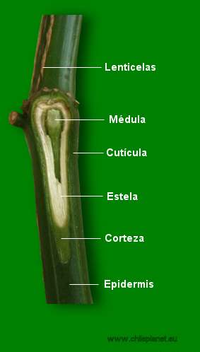 Anatomia del tallo